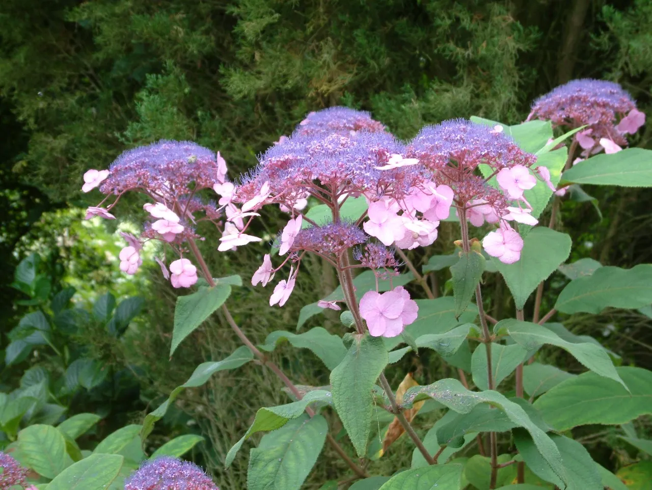 Hydrangea villosa 'Anthony Bullivant' : C2 : 15-30
