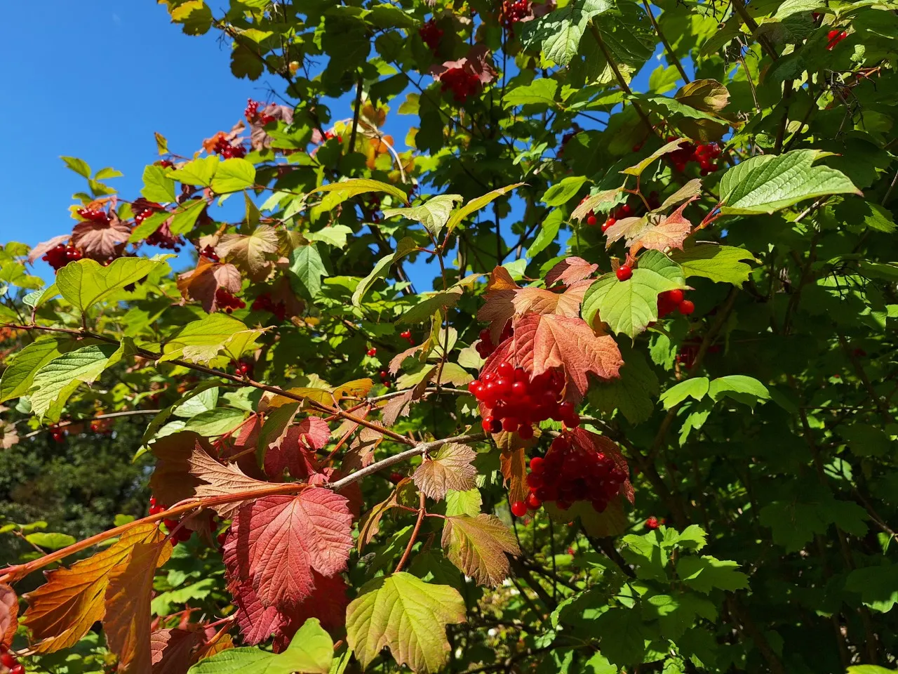 Viburnum opulus  autochtoon : P11 : 30-60