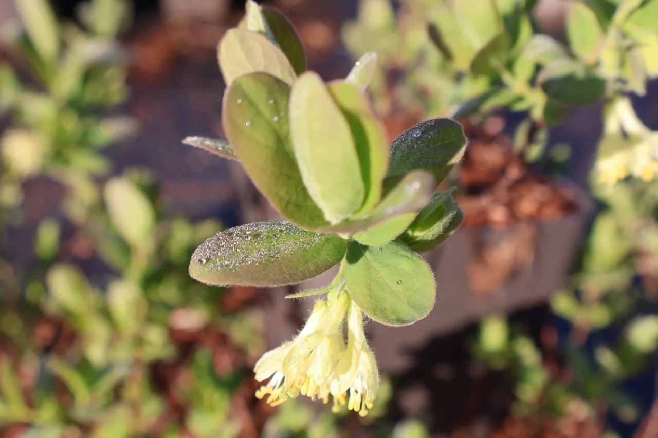 Lonicera caerulea 'Honeybee'