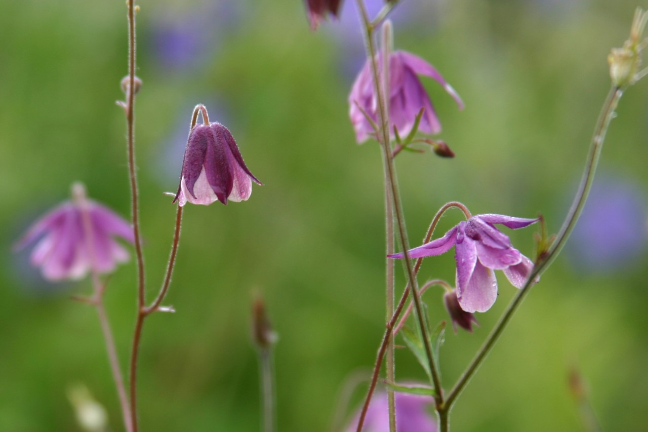 semiaquilegia-ecalcarata