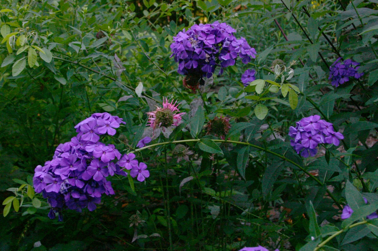 phlox-p-dsterlohe