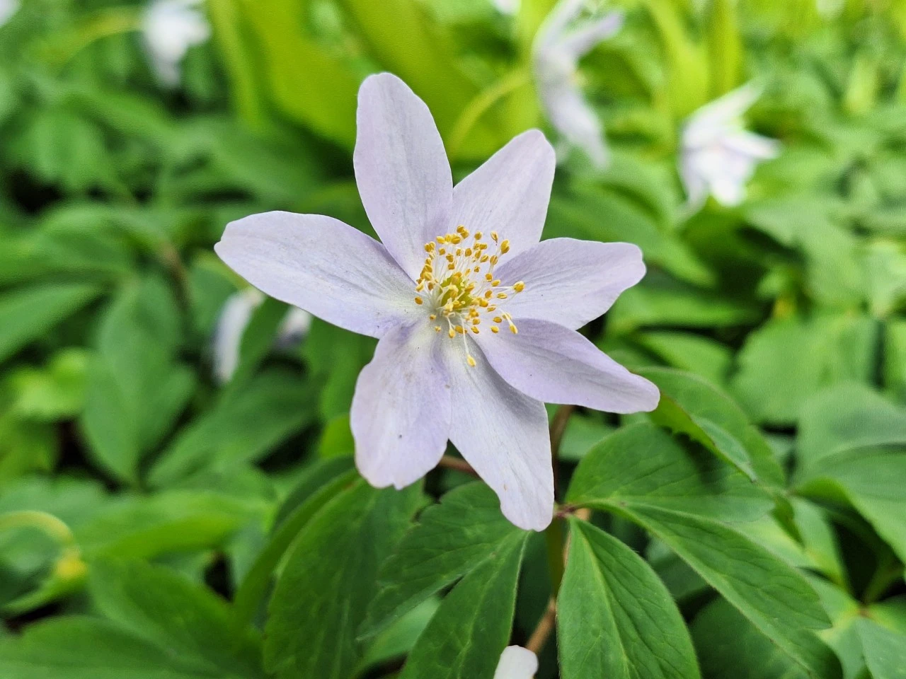 Anemone nemerosa 'Allenii' : P9