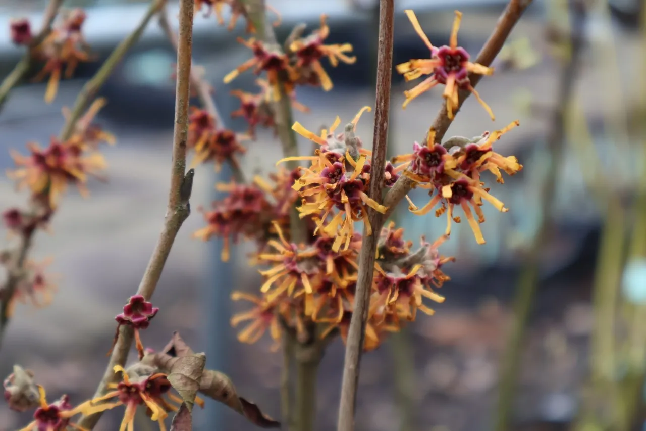 Hamamelis 'Rochester'