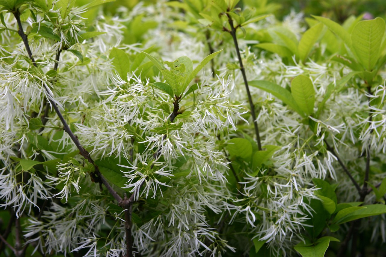 Chionanthus virginicus : C2 : 15-30