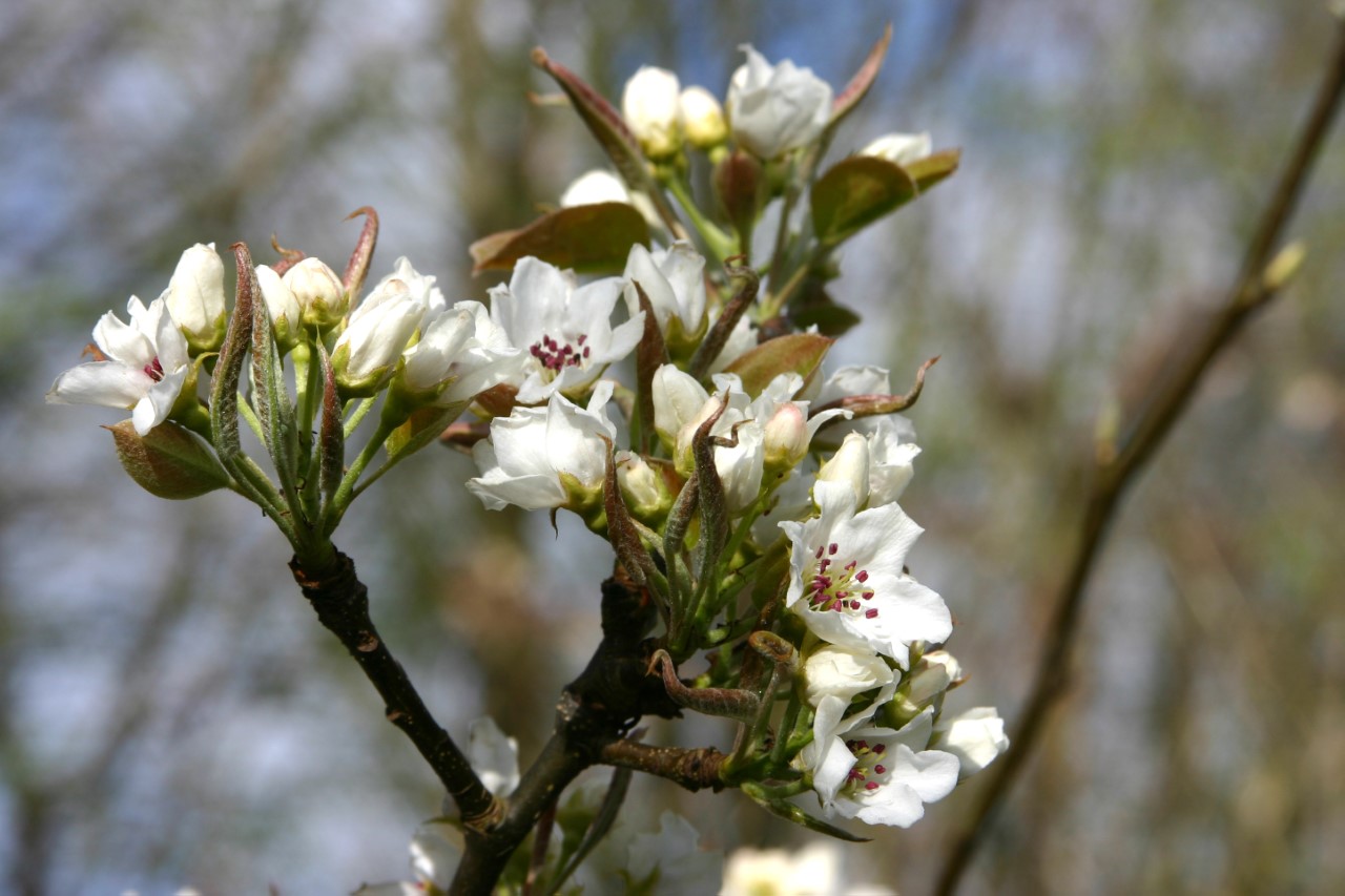 pyrus-pyrifolia-nijisseiki