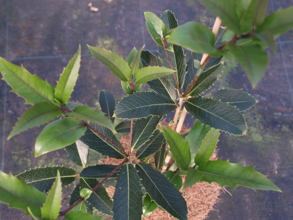 osmanthus-armatus