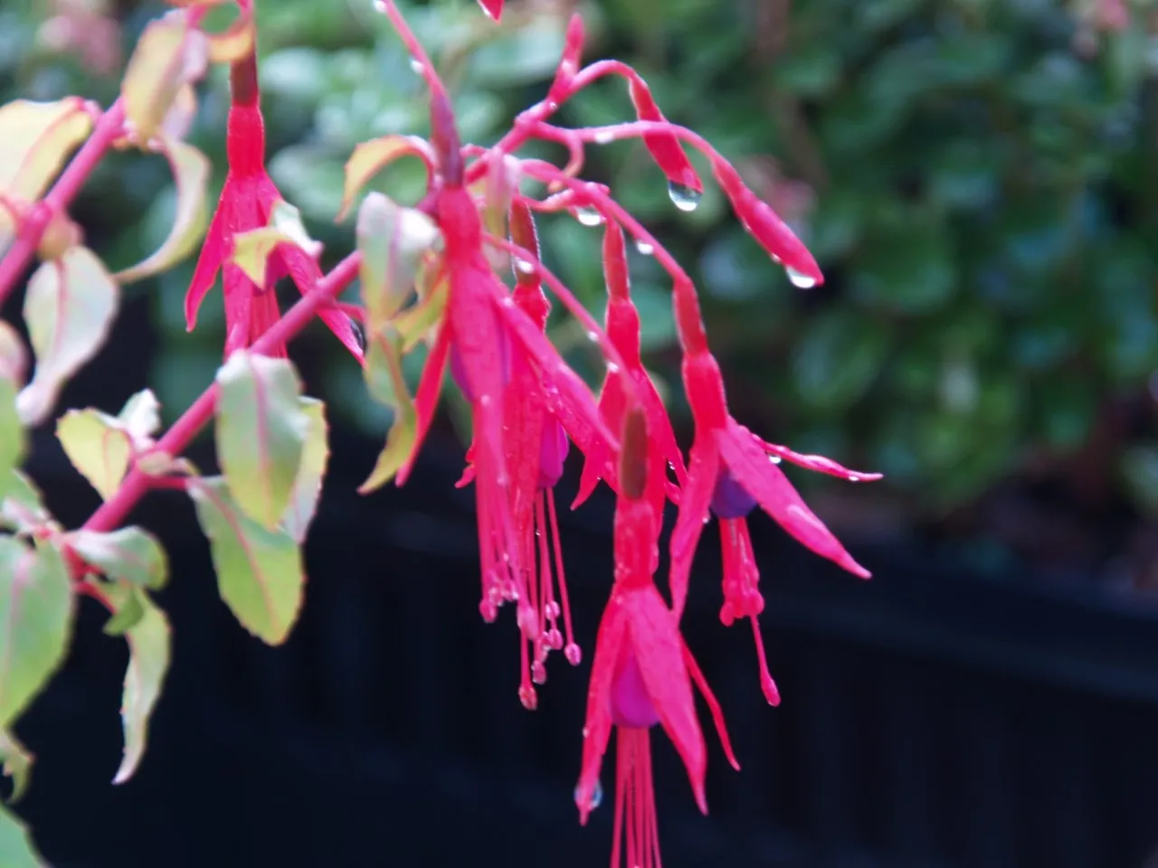 Fuchsia magellanica
