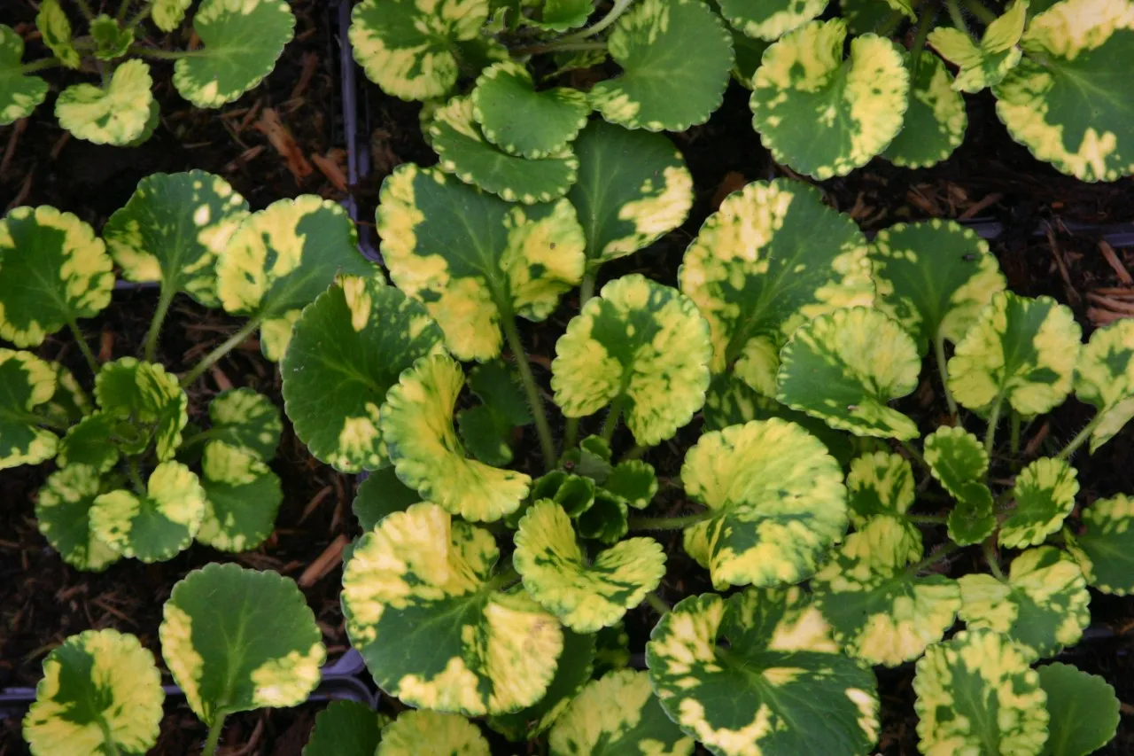 Saxifraga urbium 'Aureopunctata'