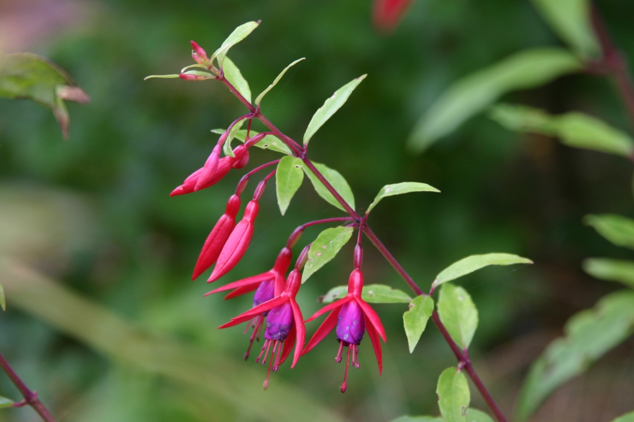 fuchsia-magellanica-gracilis
