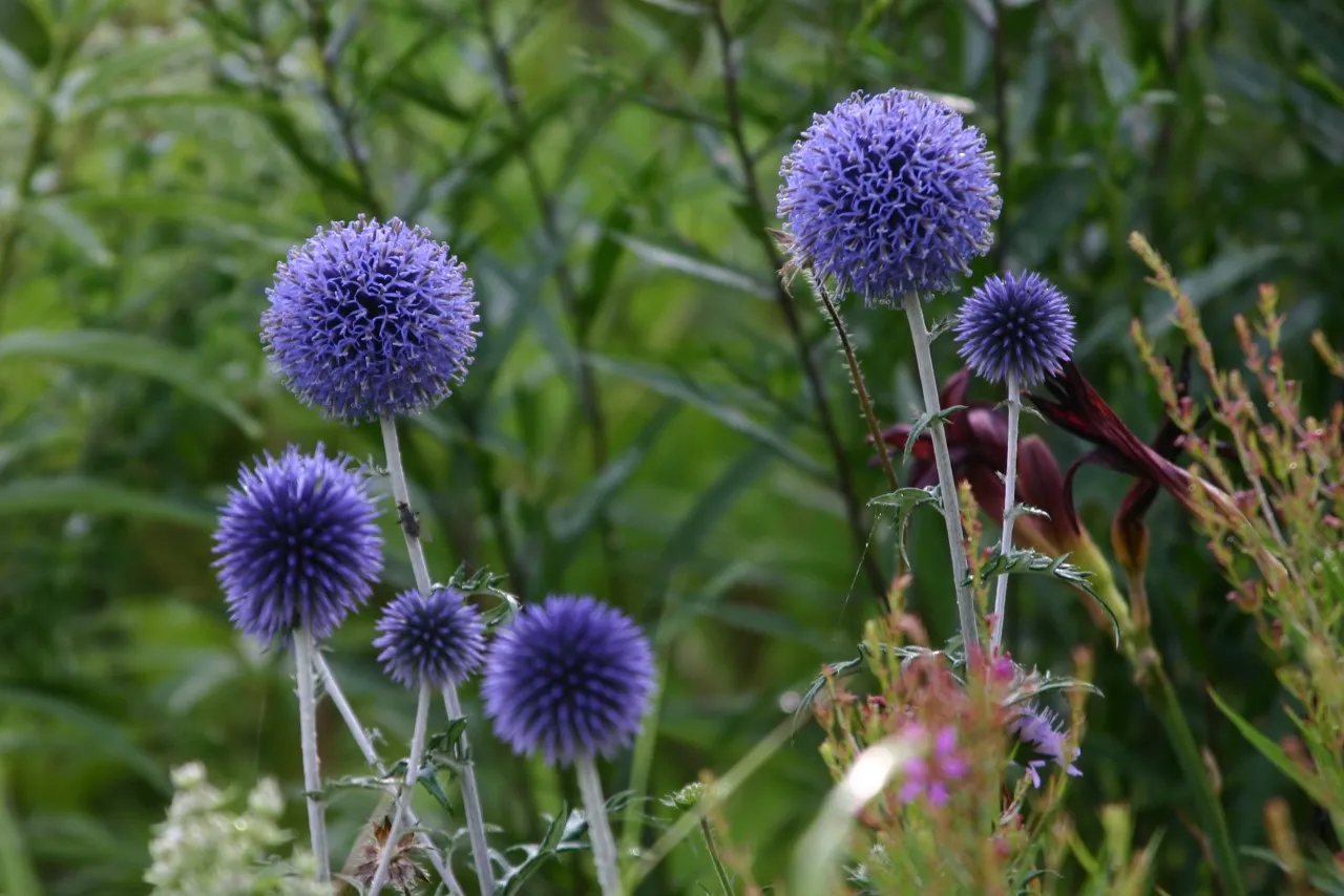 Echinops ritro 'Veitch's Blue'
