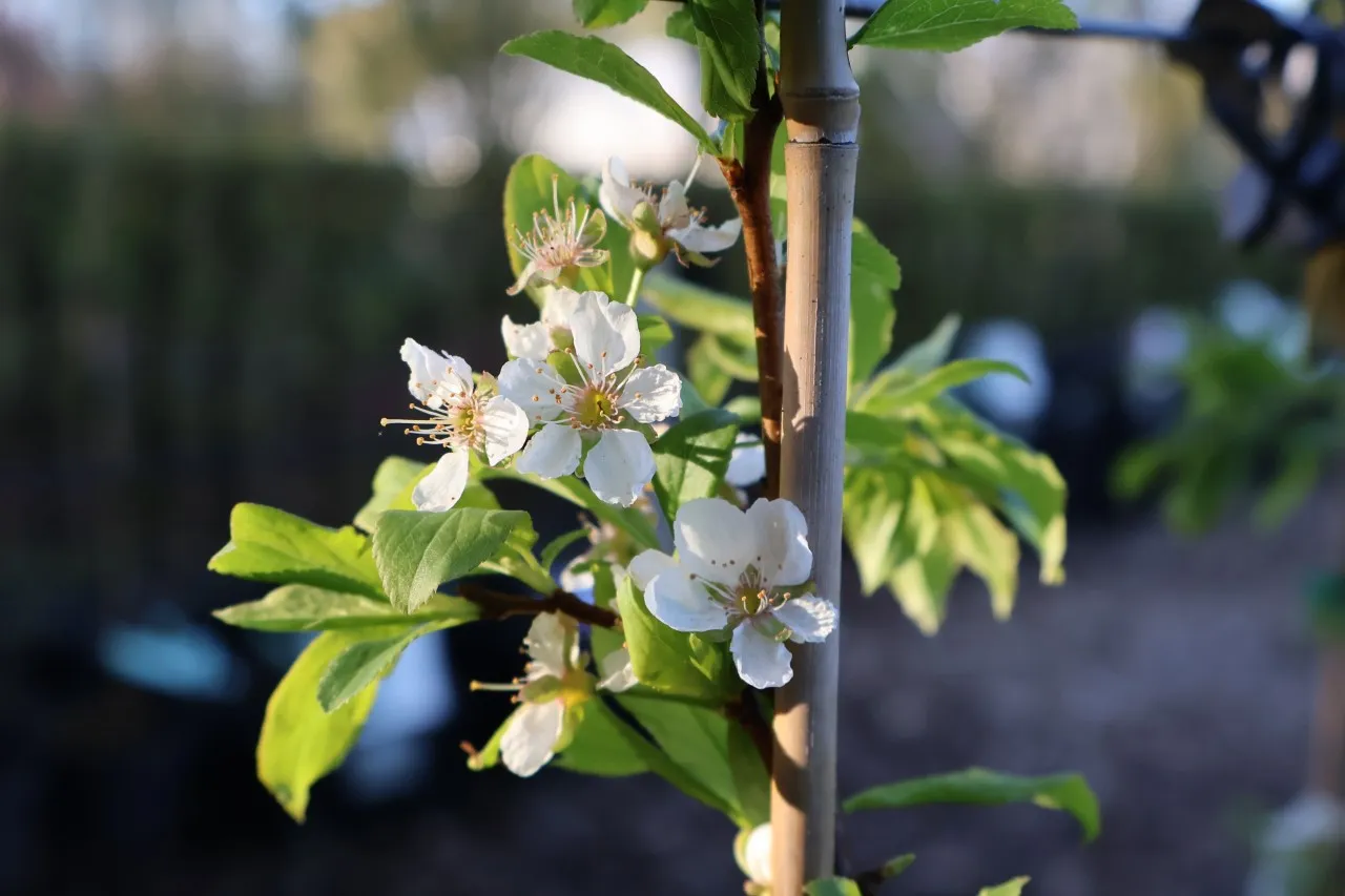 Prunus cerasifera 'Golden Sphere'