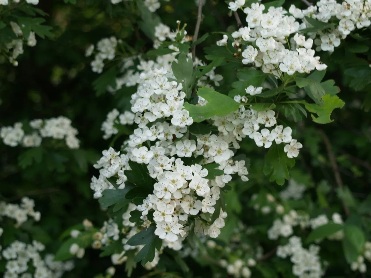 Crataegus monogyna autochtoon : W : 60-100