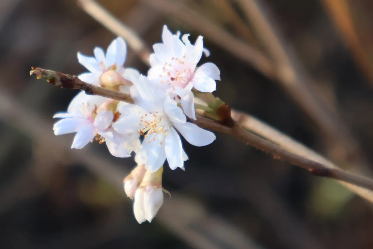 Prunus subhirtella 'Autumnalis'