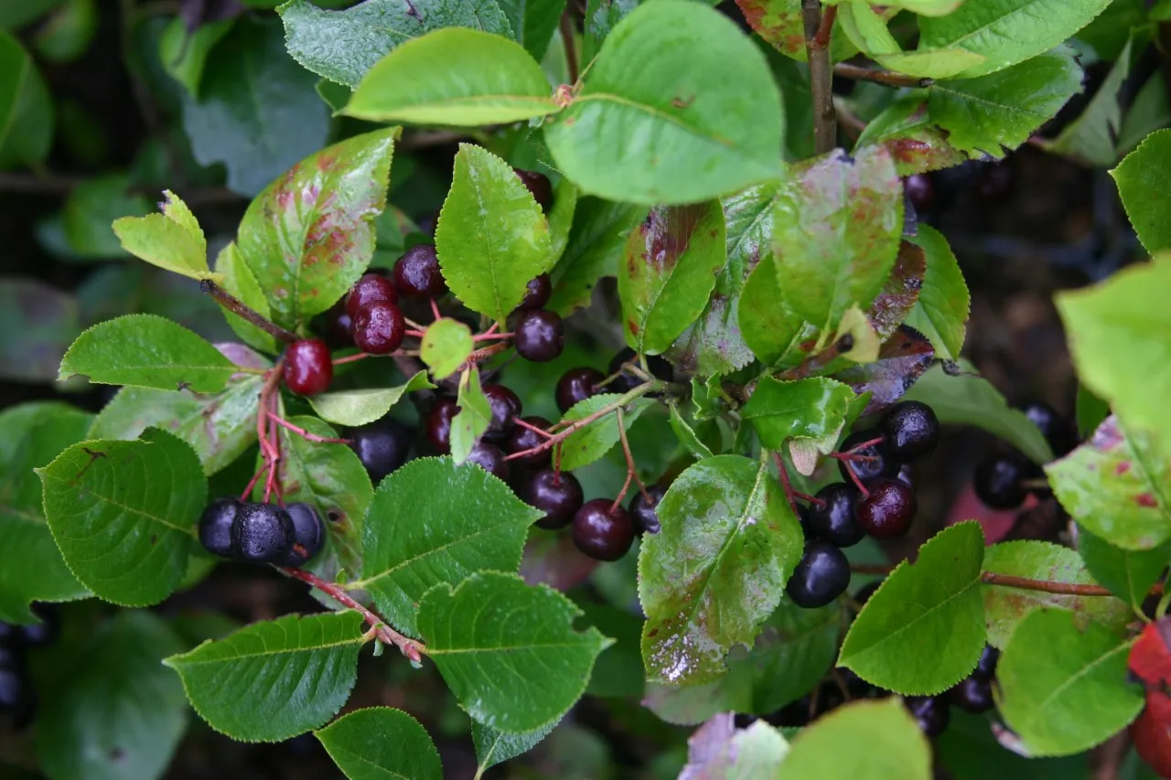 Aronia mitschurinii 'Amit' Aronia mitschurinii 'Amit'