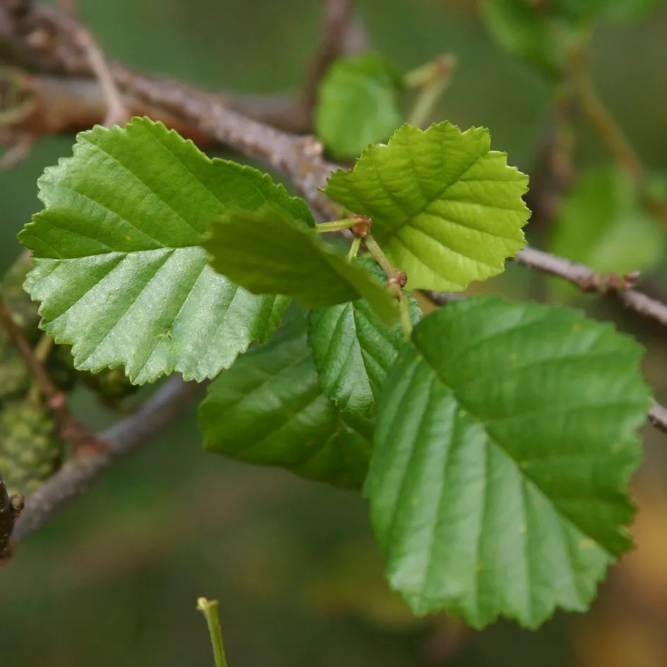Alnus glutinosa Alnus glutinosa