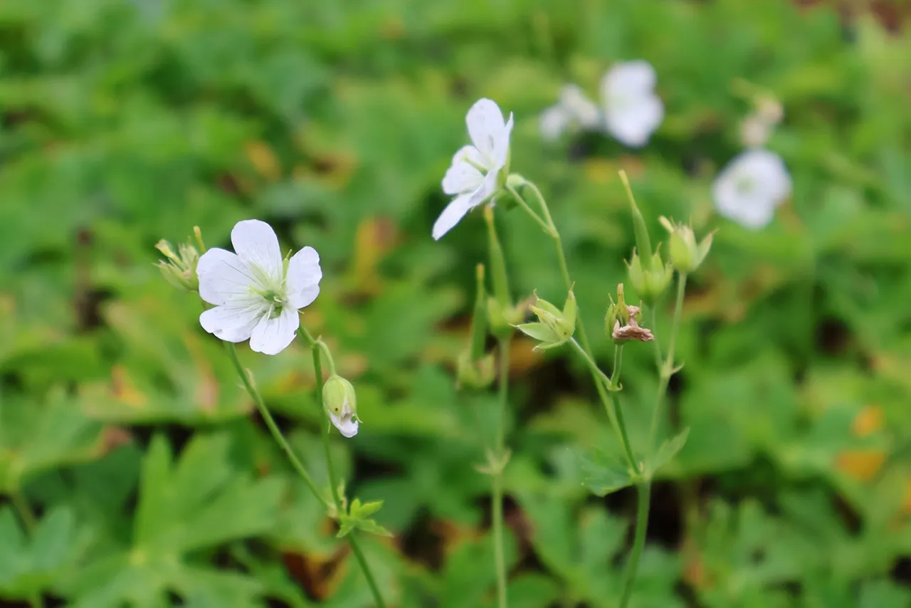 Geranium maculatum 'Album'