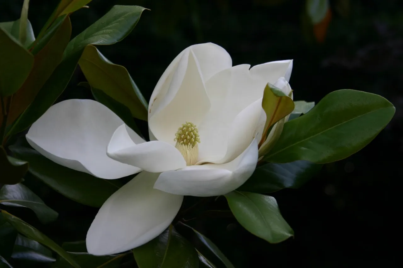 Magnolia grandiflora 'Ferruginea'