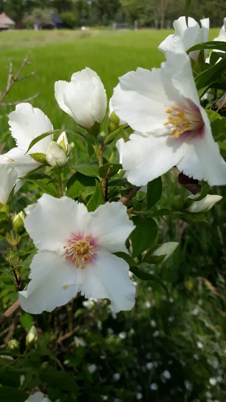 Philadelphus 'Belle Etoile'