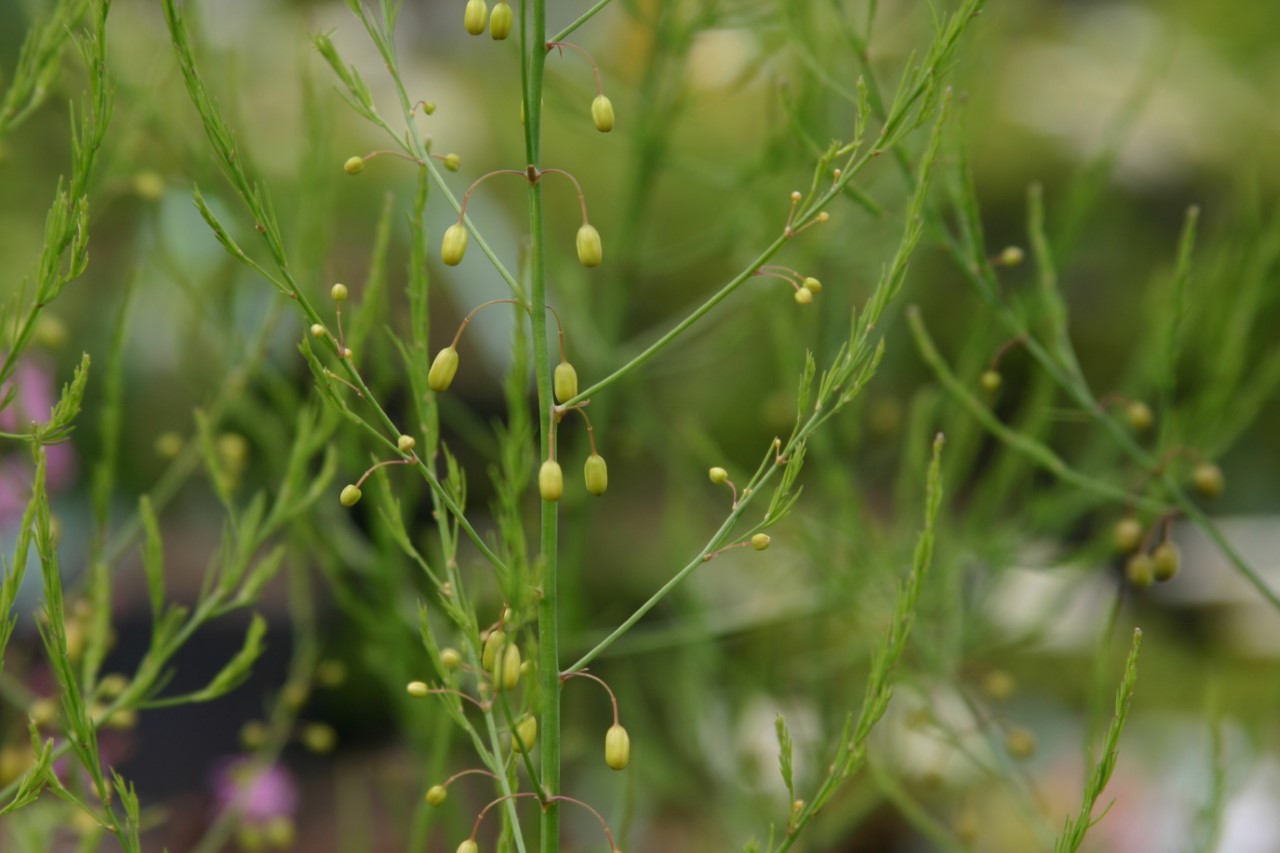 asparagus-officinalis-gijnlim