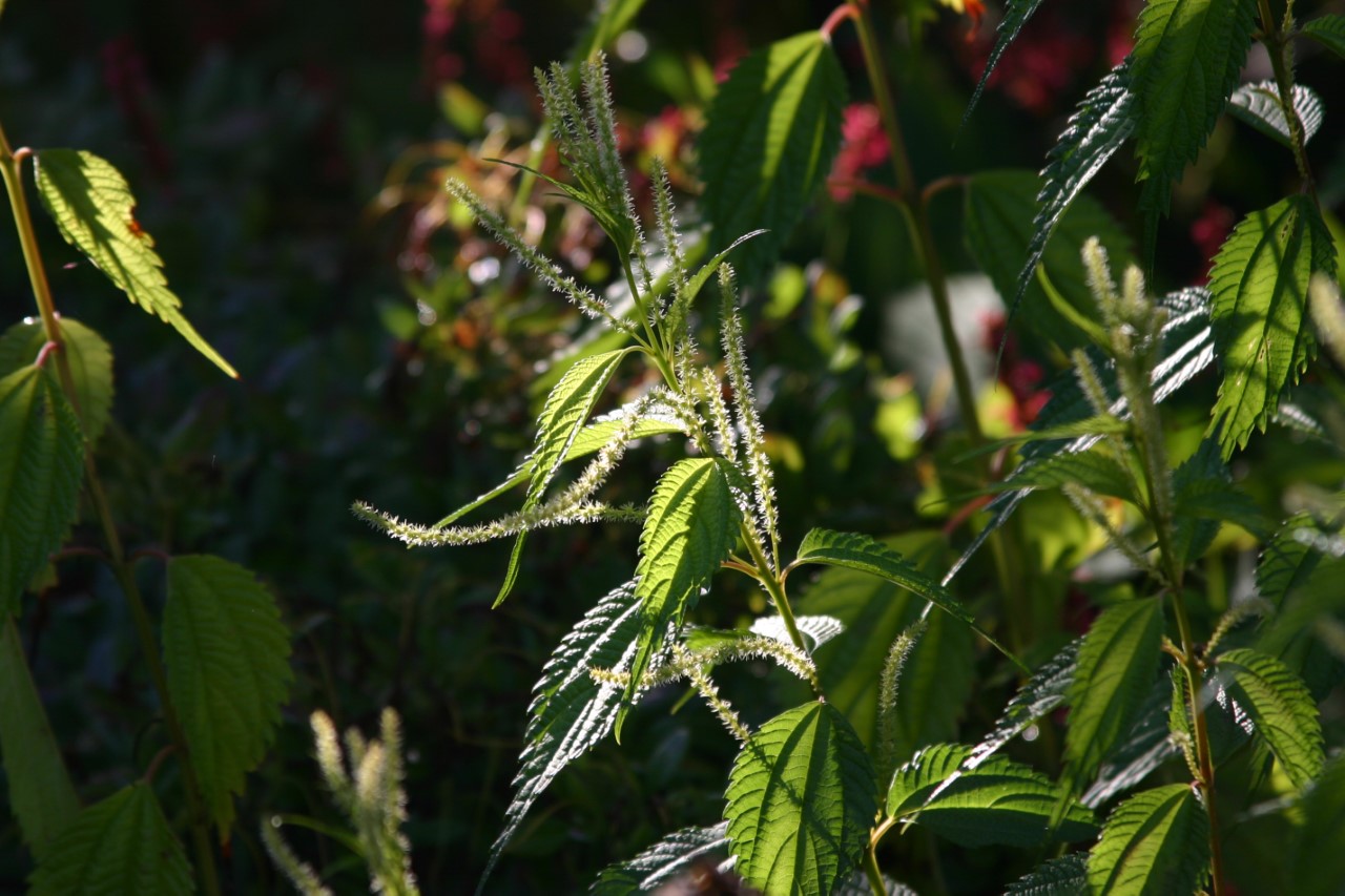 boehmeria-sieboldiana