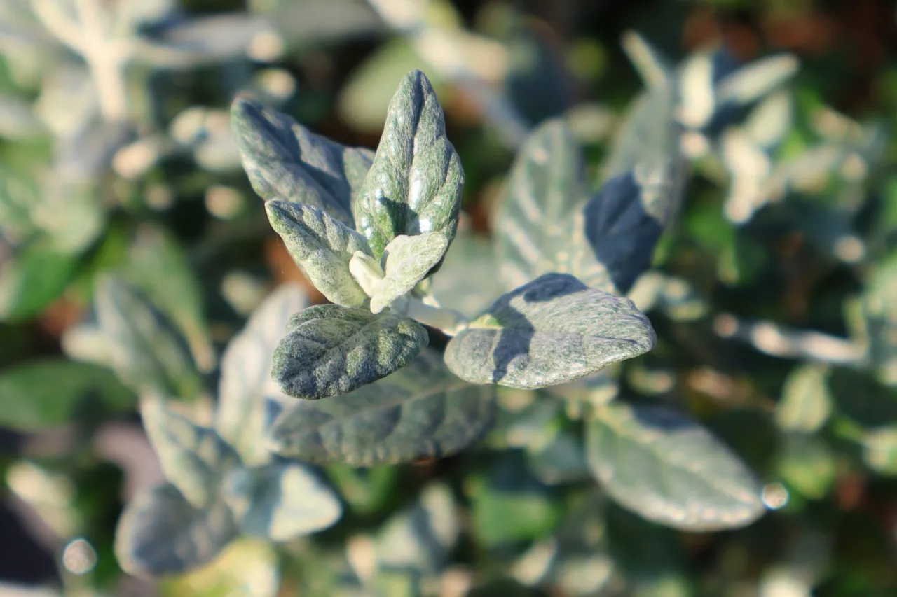 Teucrium fruticans : P11 : 15-30