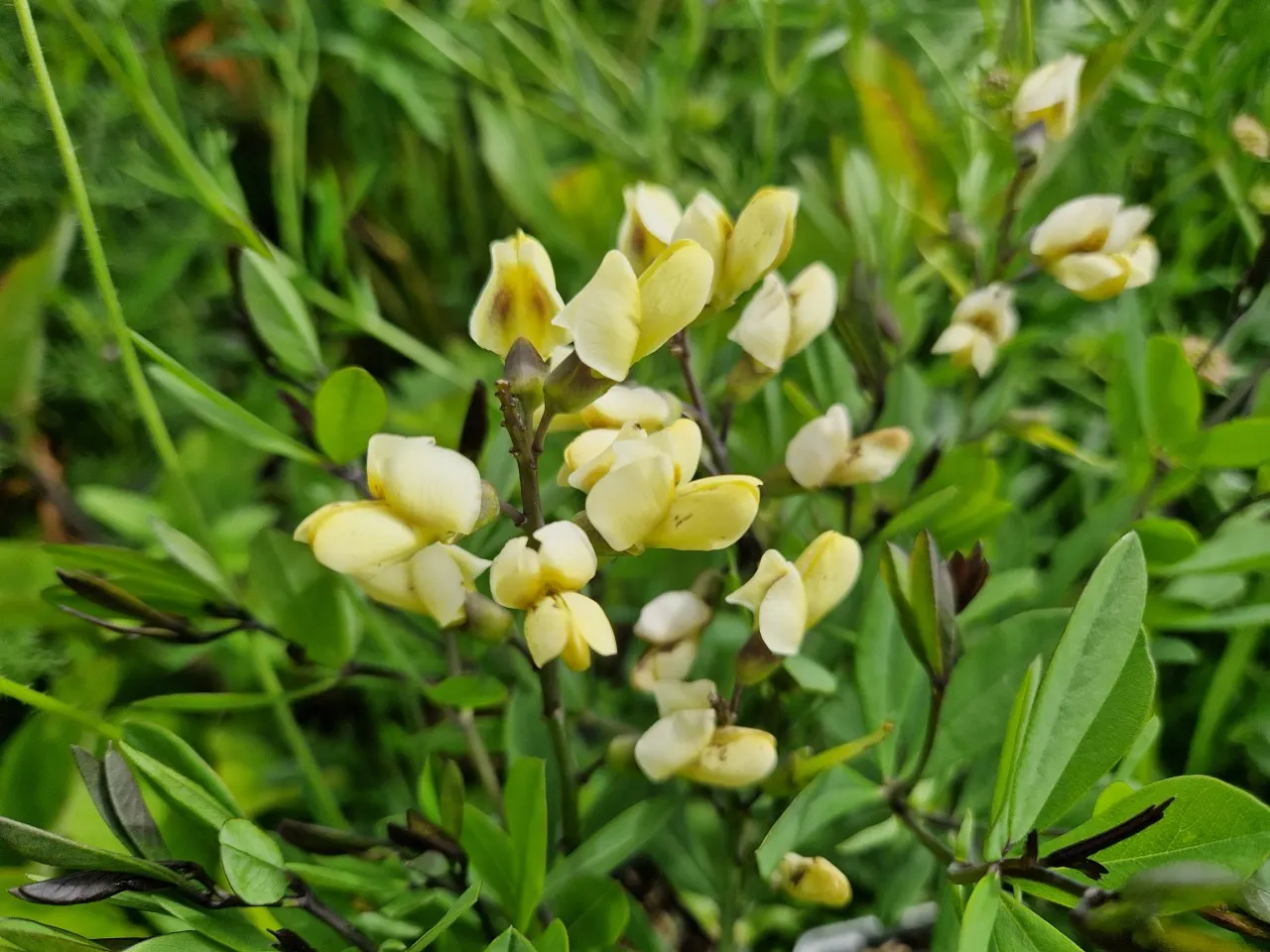 Baptisia 'Lemon Merringue'