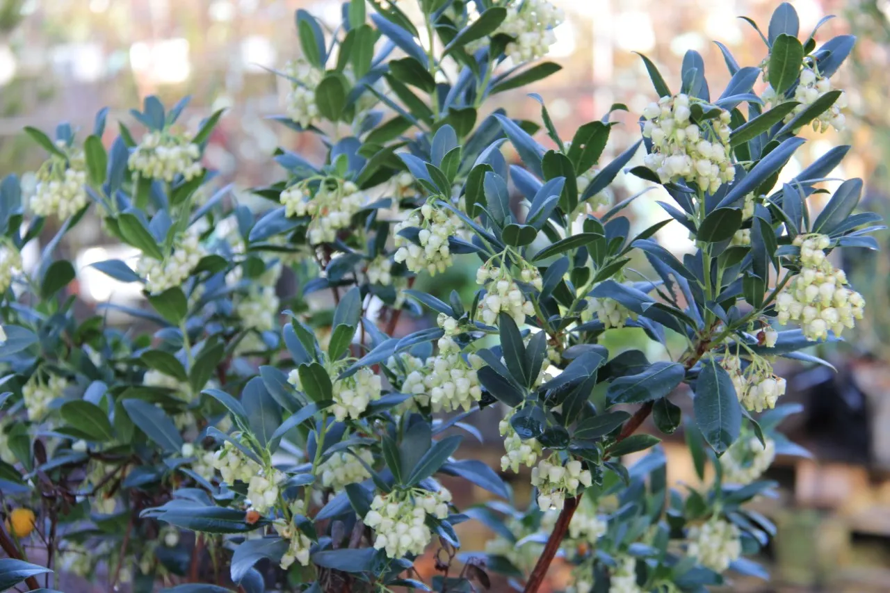 Arbutus unedo 'Cobra' : C2 : 30-60