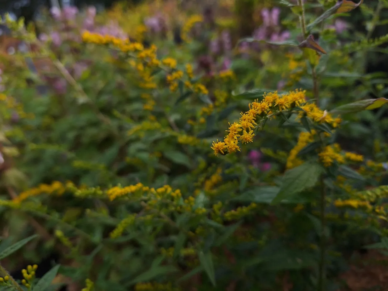 Solidago rugosa 'Fireworks'