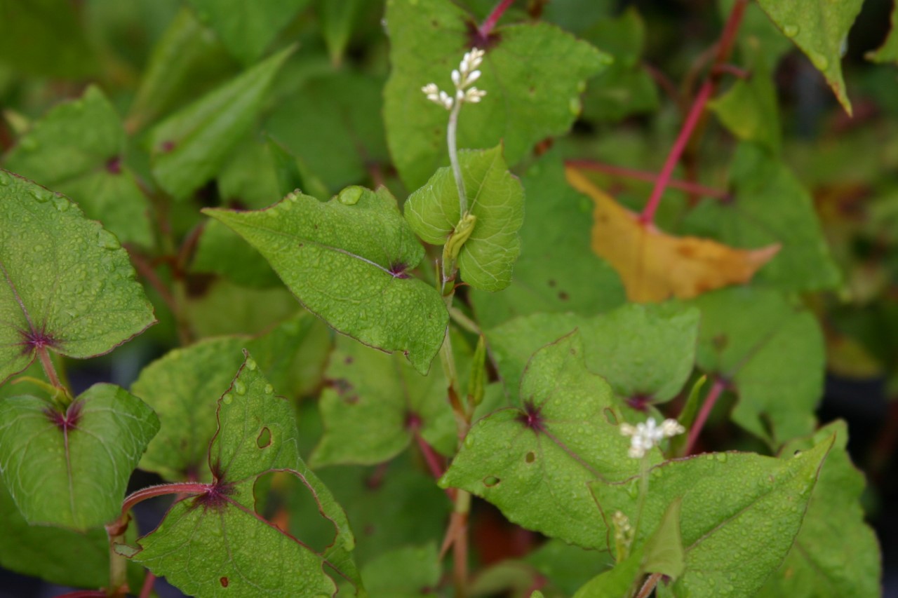 fagopyrum-dibotris