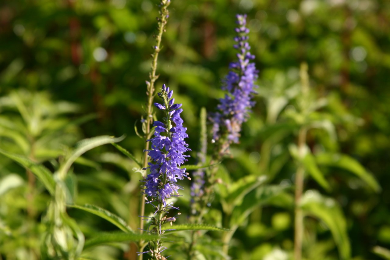 veronica-longifolia