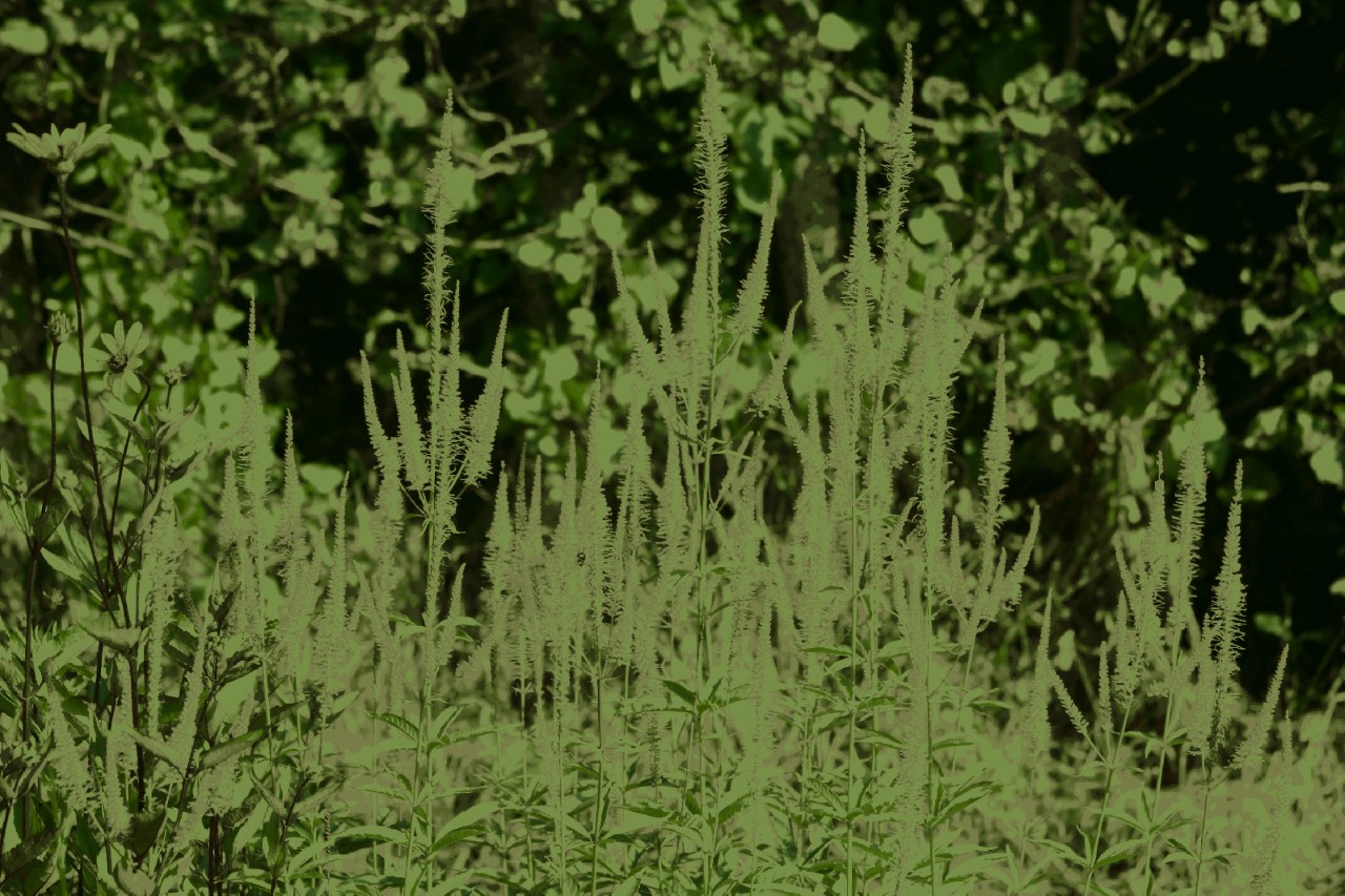 Veronicastrum virginicum 'Adoration' : P9