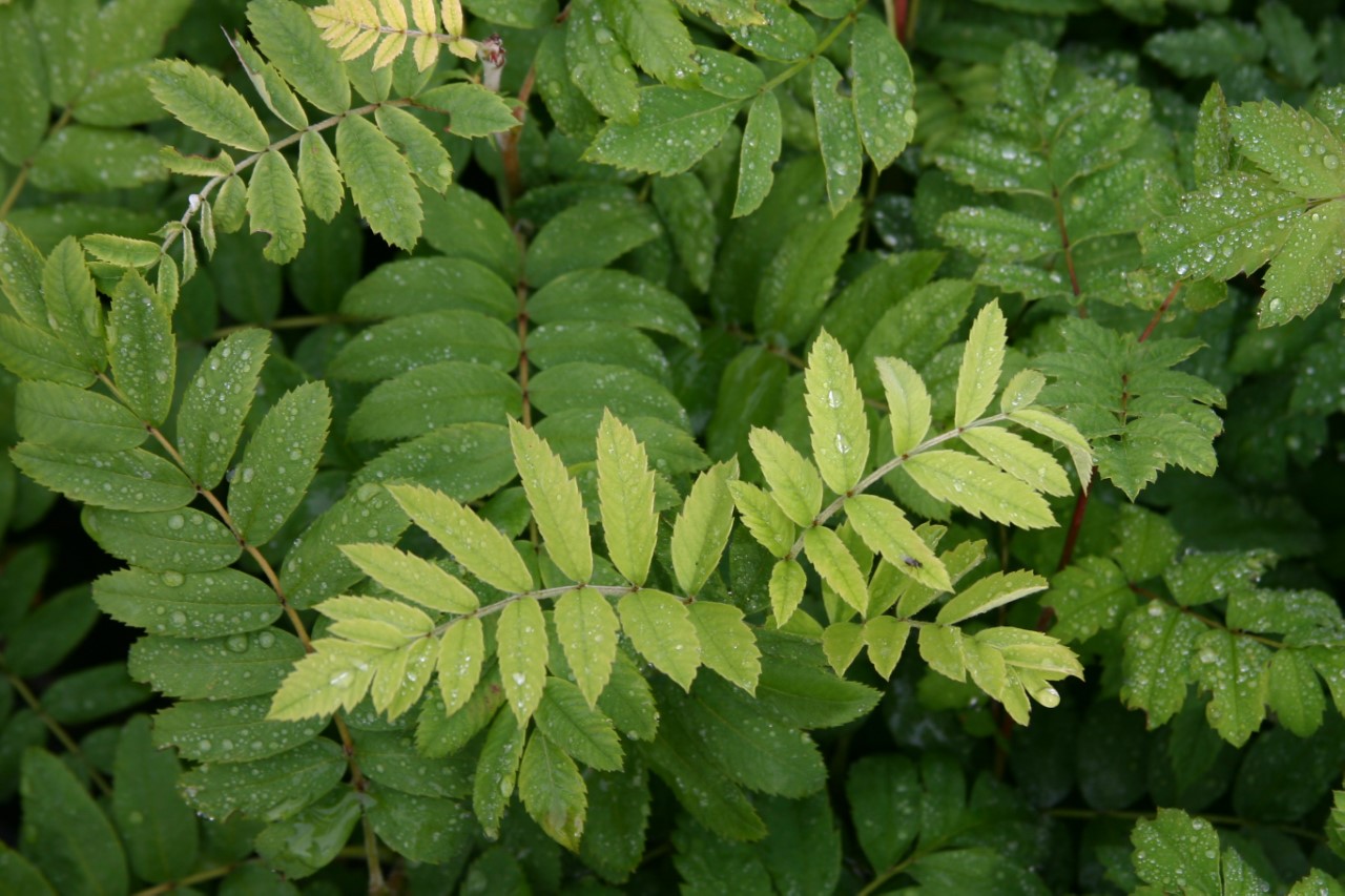sorbus-domestica-sassenheimer-riesen