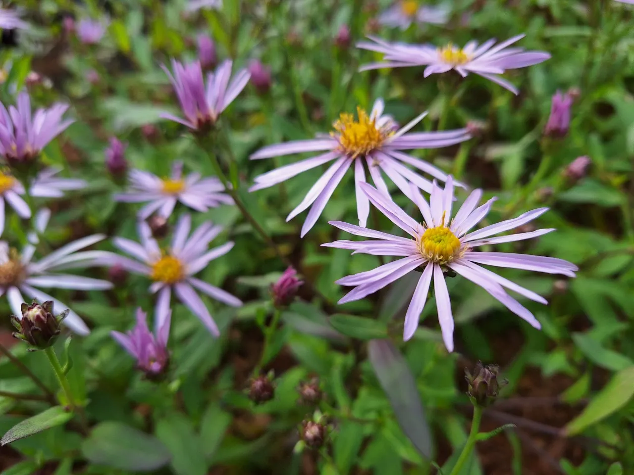 Aster pyrenaeus ' Lutetia'