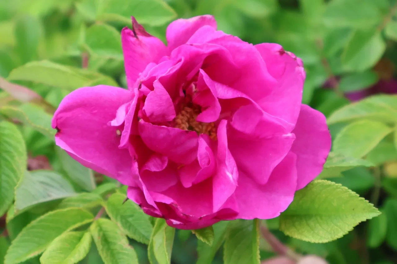 Rosa (R) 'Pierette Pavement'