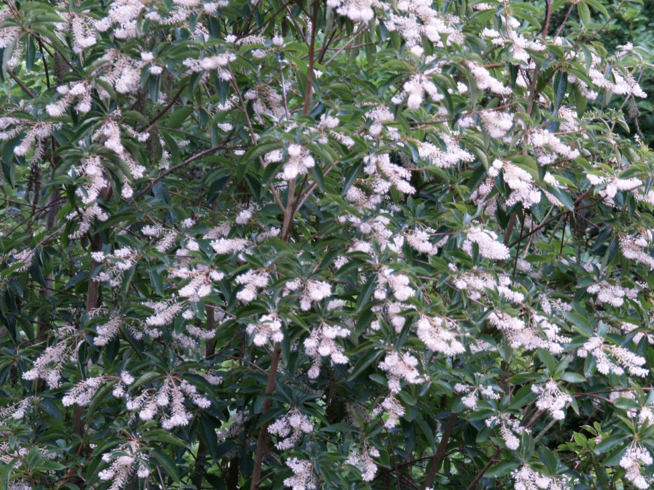 Clethra barbinervis : C2 : 30-60