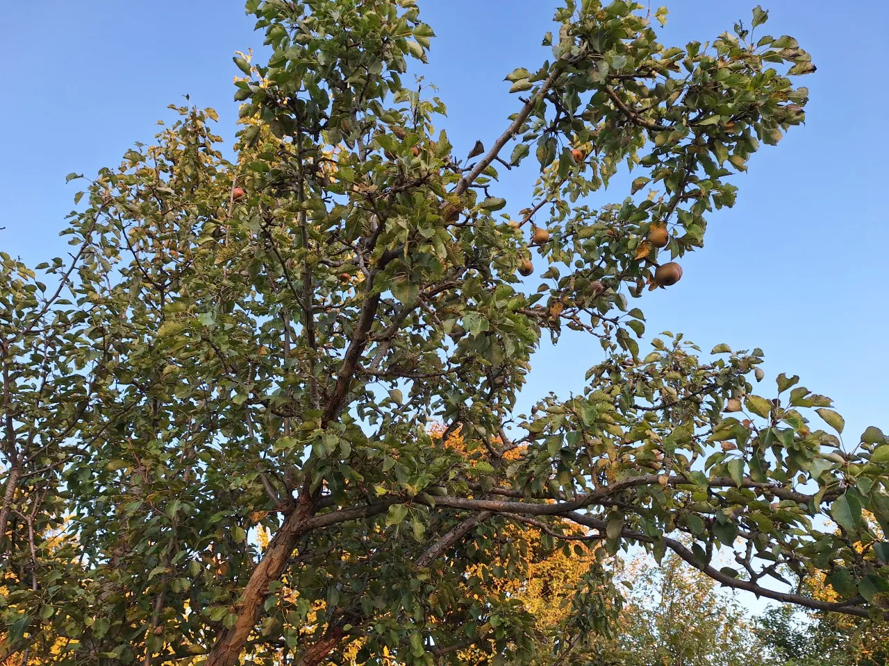 Pyrus communis 'Gieser Wildeman' : C3 : 60-100 : onderstam Pyrus communis 'Kirchensaller'