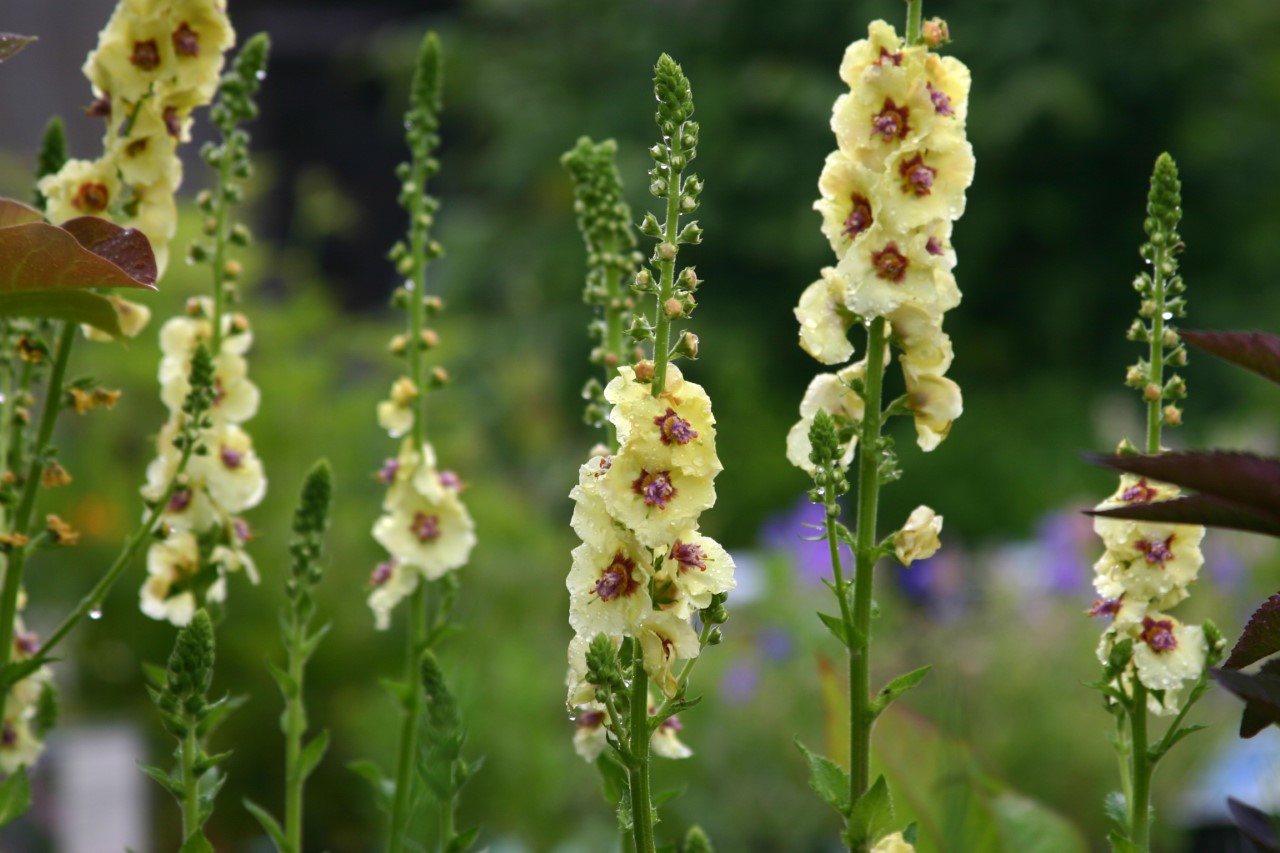 verbascum-cotswold-queen