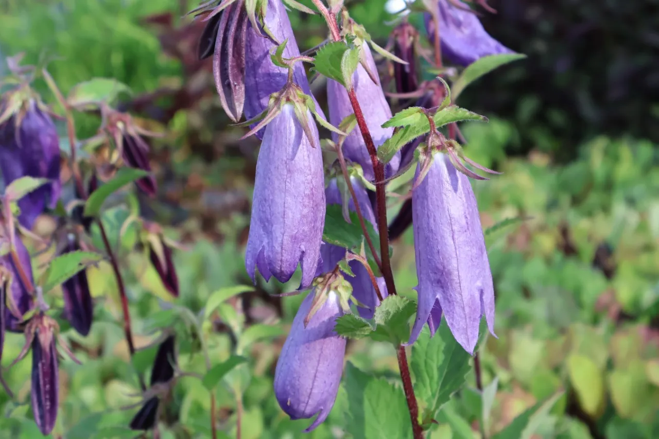 Campanula 'Sarastro' : P9