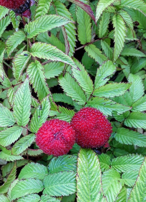rubus-illecebrosus
