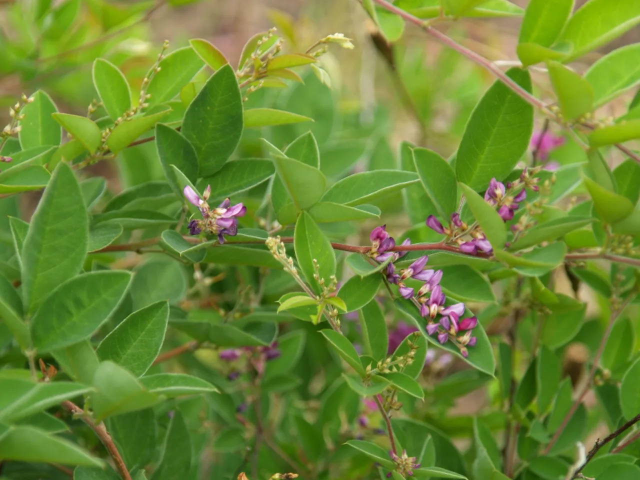 Lespedeza buergeri