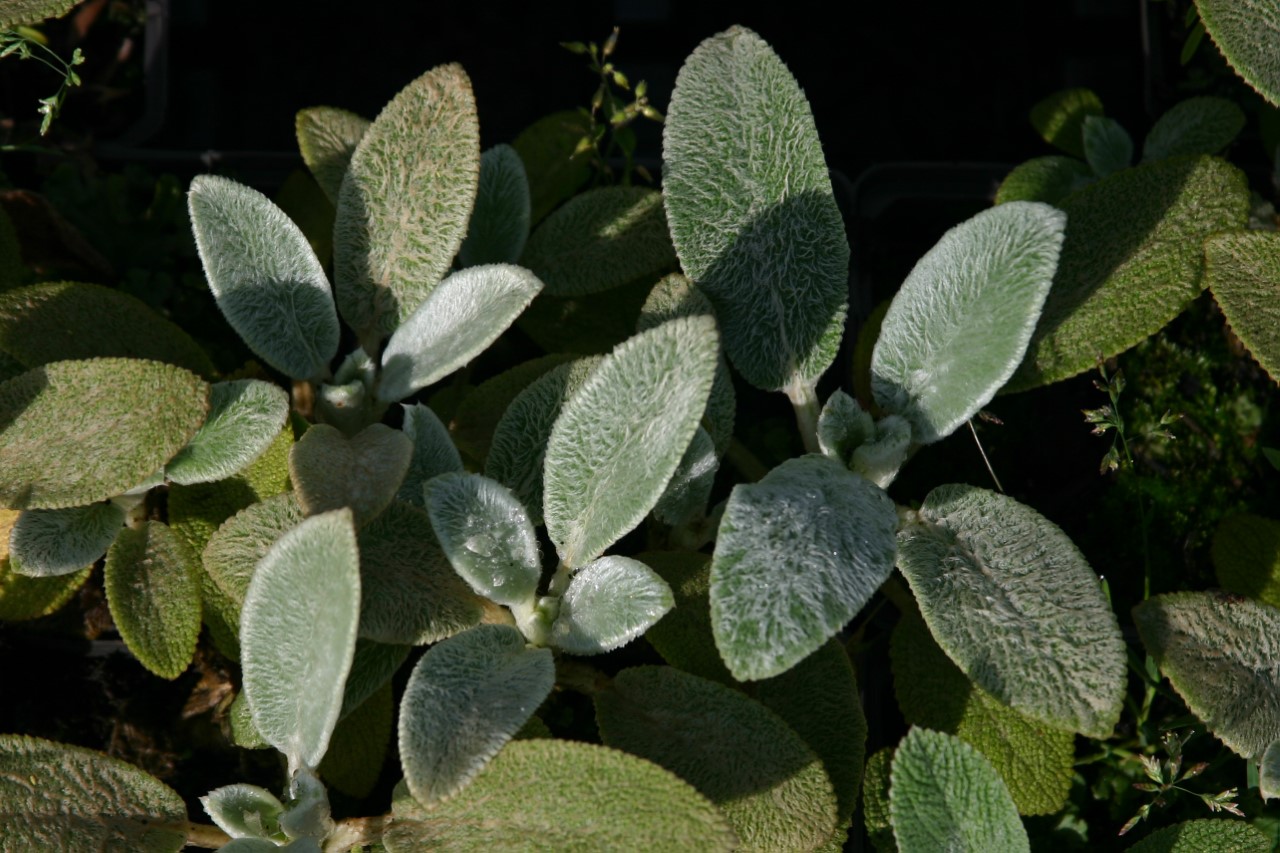 stachys-byzantina-silver-carpet