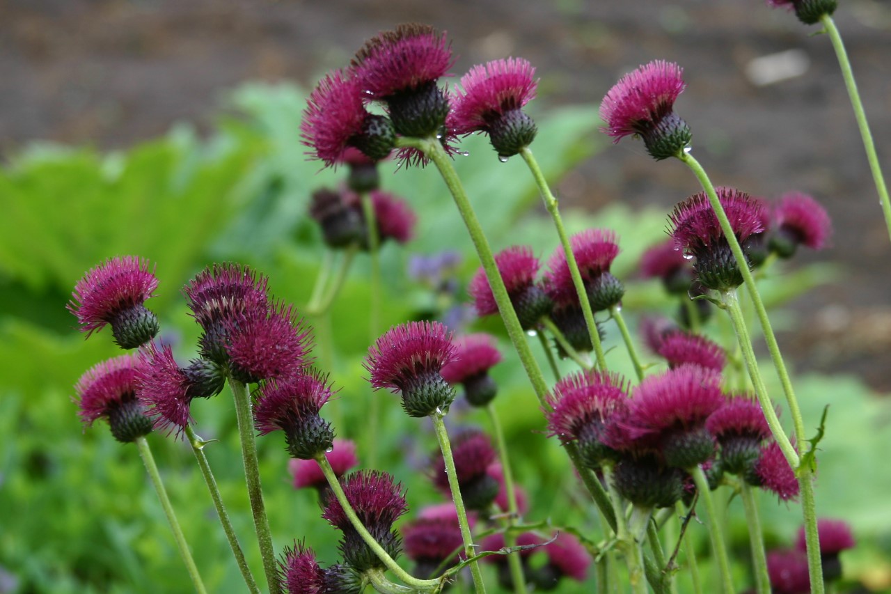 cirsium-rivulare-atropurpureum