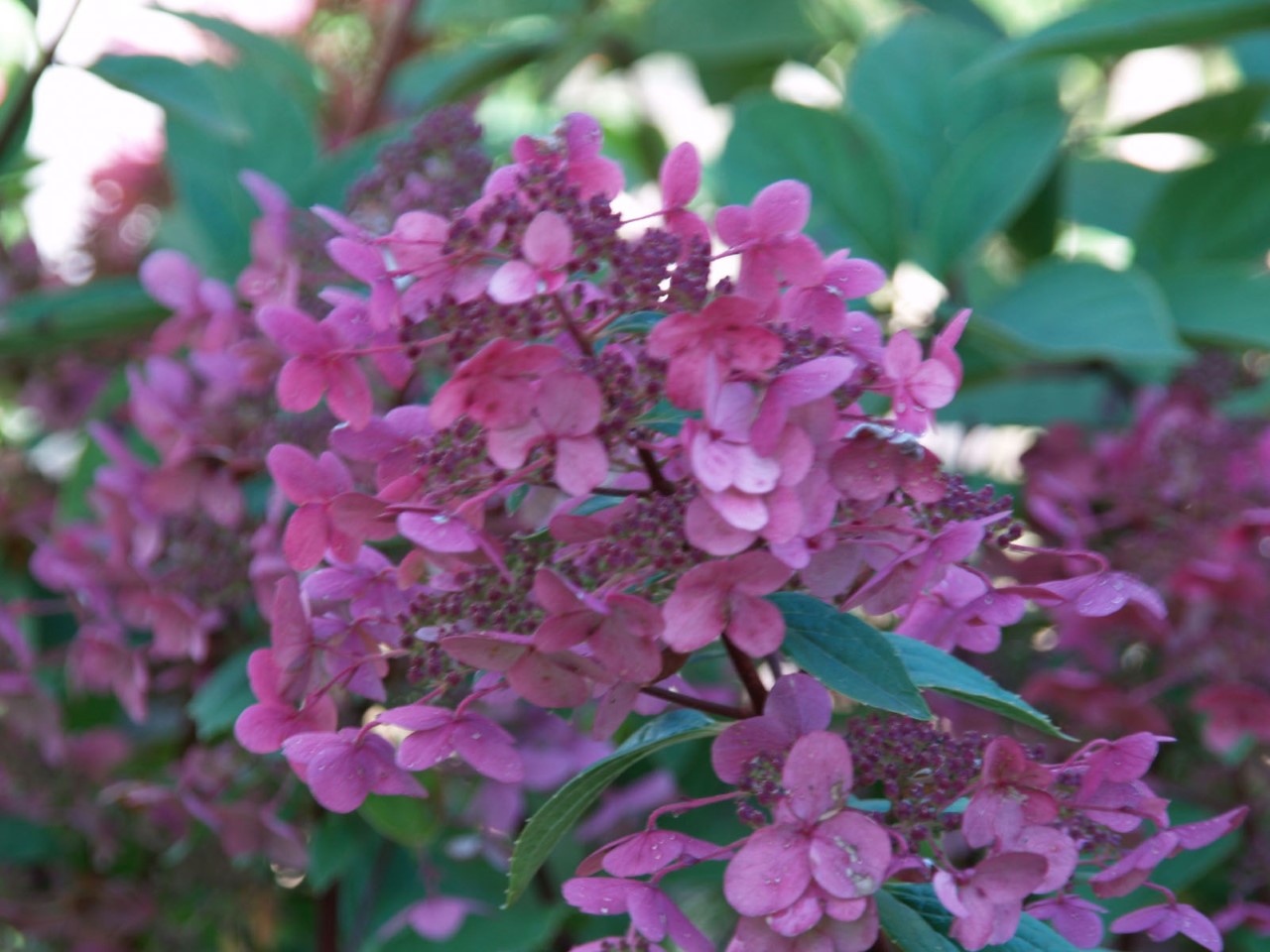 hydrangea-paniculata-wims-red