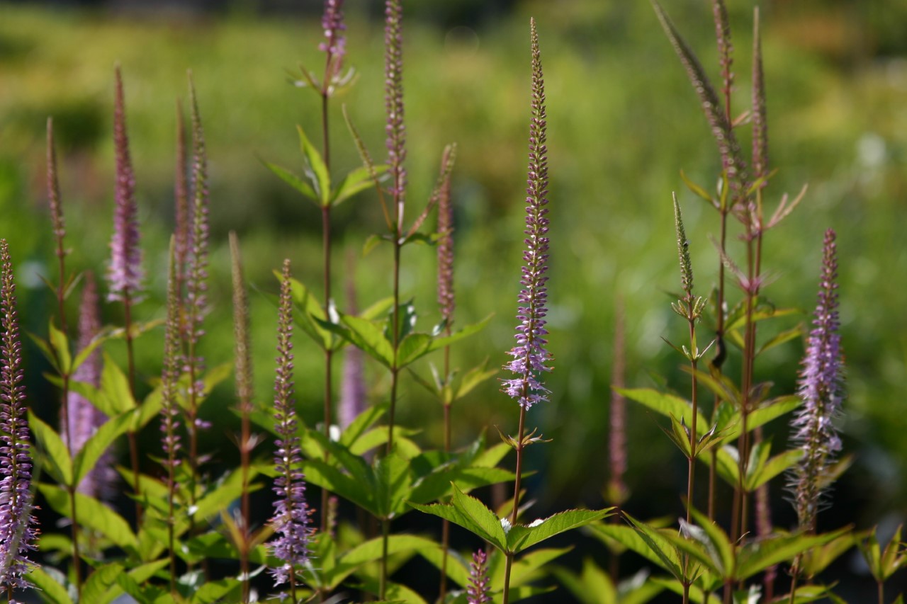 veronicastrum-virginicum-adoration