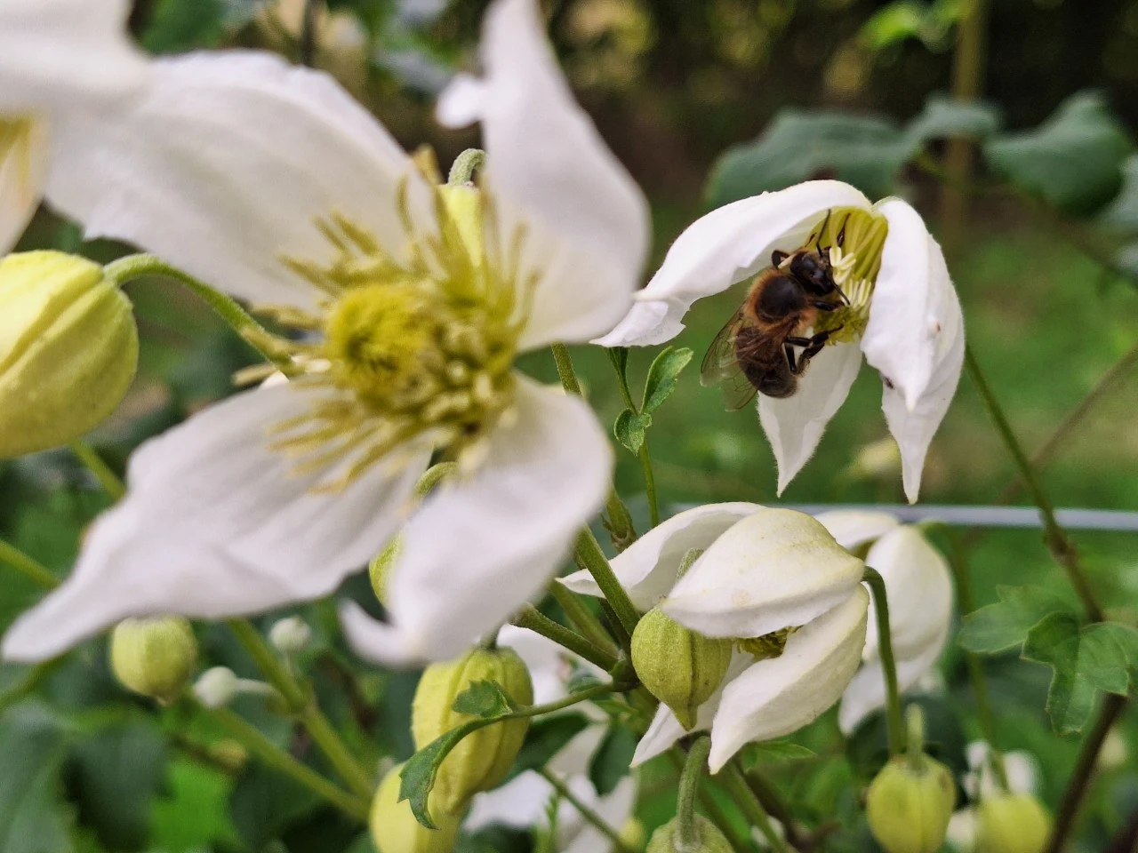 Biologische Clematissen kiezen, aanplanten en verzorgen: tips van de kweker