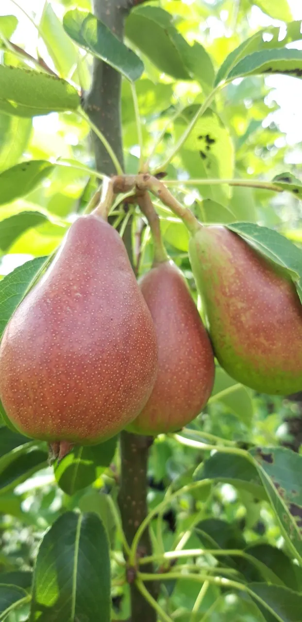 Pyrus communis 'Bonne Louise d Avranches' : C3 : 60-100 : onderstam Pyrus communis 'Kirchensaller'