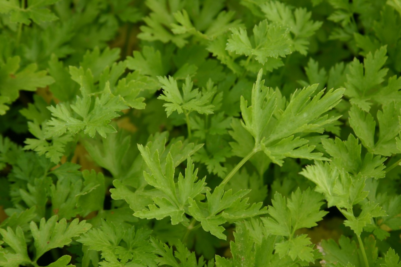 petroselinum-crispum-neapolitanum