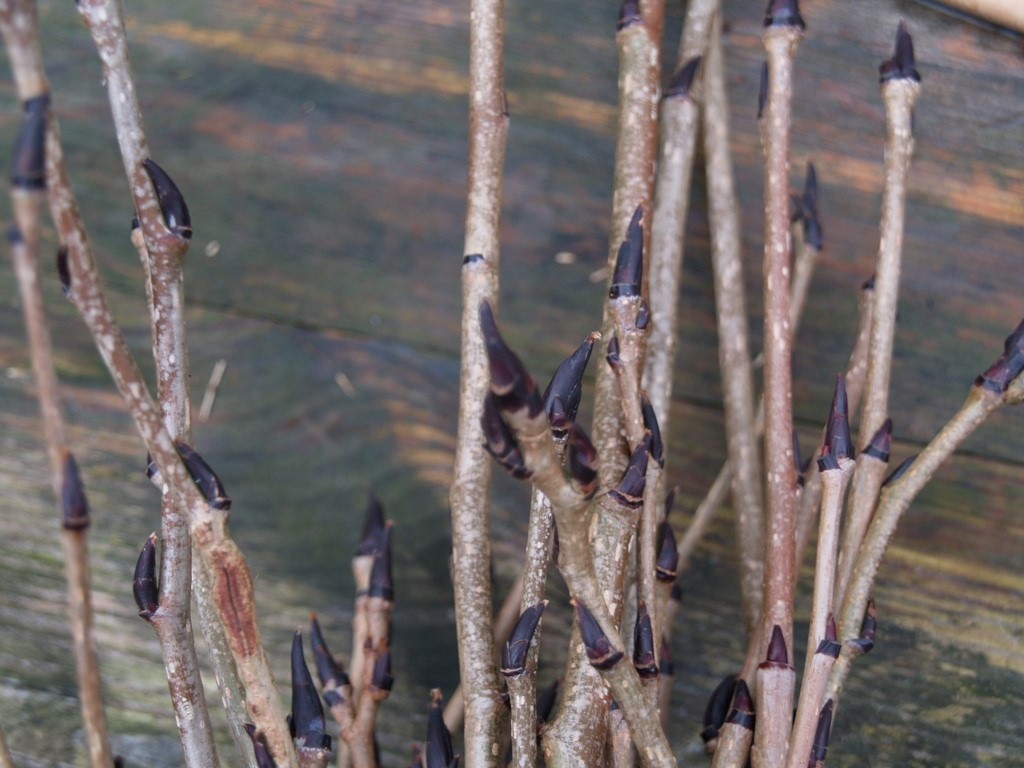 sorbus-commixta-carmencita