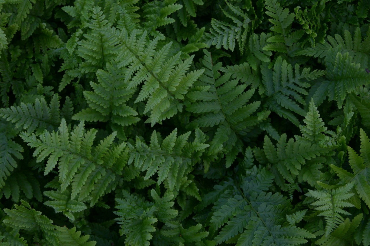 dryopteris-filix-mas