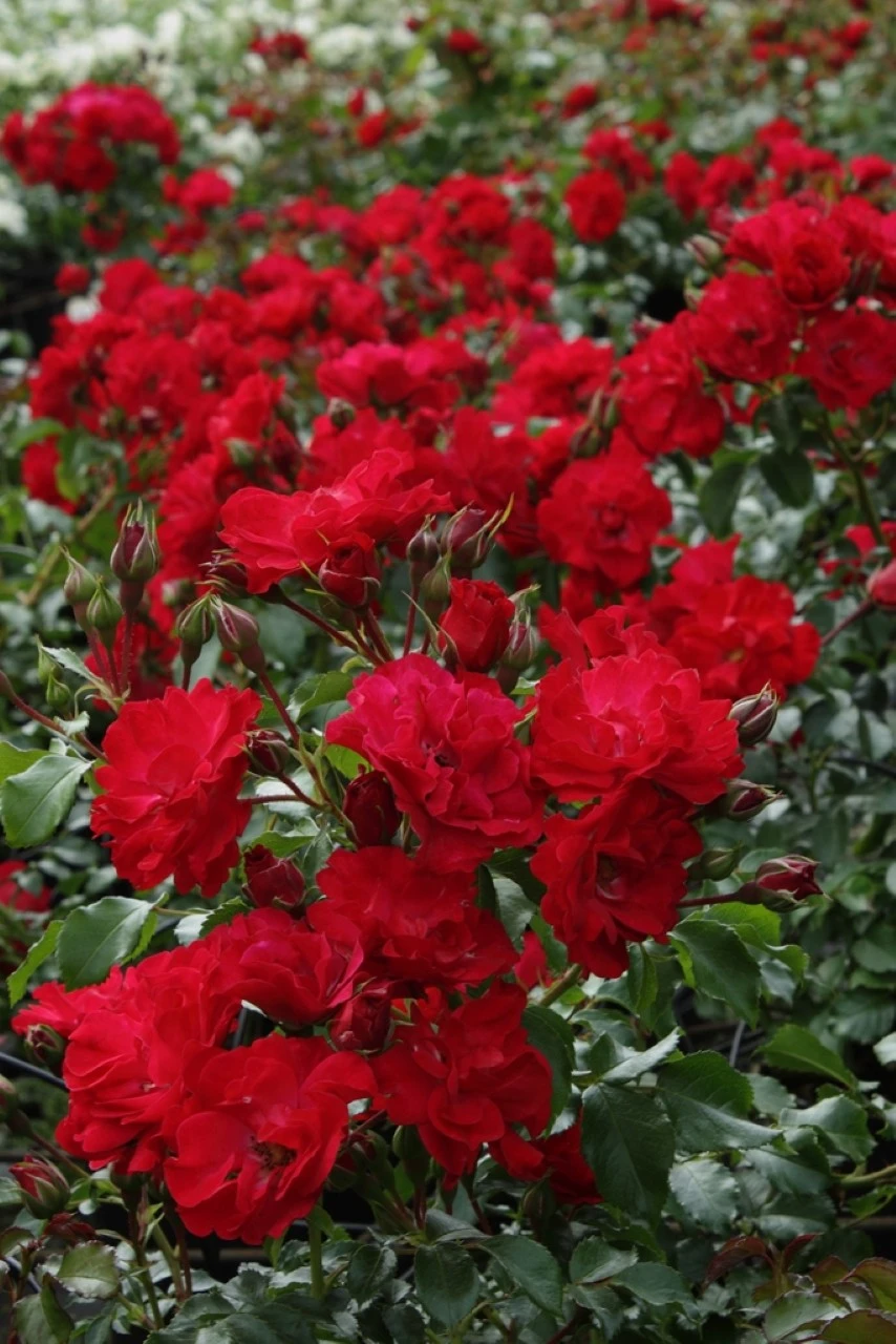 Rosa 'Rotilia' Biologisch : W